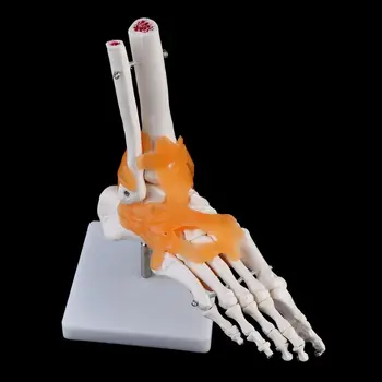 1: 1 Човешки скелет Човешки модел Анатомия на ставите Анатомично Преподаване Ресурсен инструмент Дропшипинг