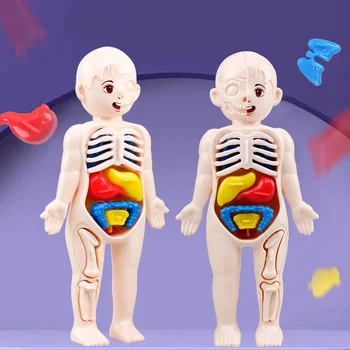 Модел на човешки орган Деца DIY Сглобена декорация на тялото сглобява структурата на човешкото тяло Ранни научни и образователни играчки